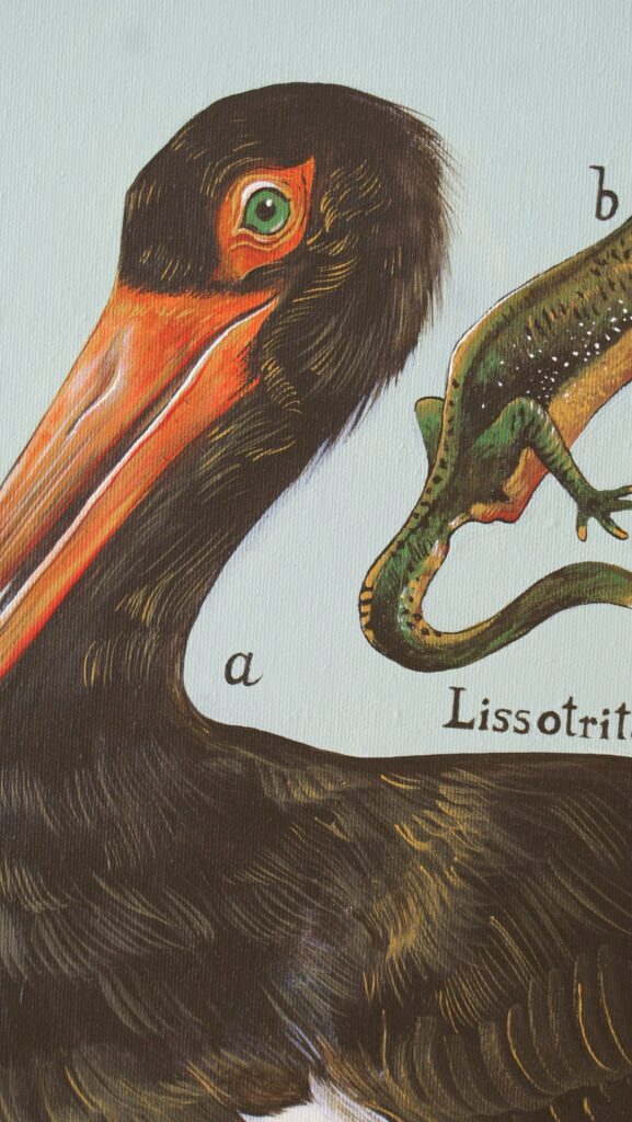 „Ciconia nigra - 1”